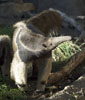 Anteaters