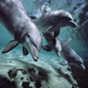 Dolphins