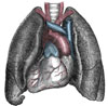  Lungs