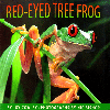 2000 - Red-Eyed Tree Frog