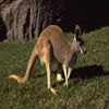 Kangaroos