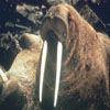 Walruses