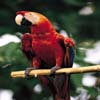Parrots